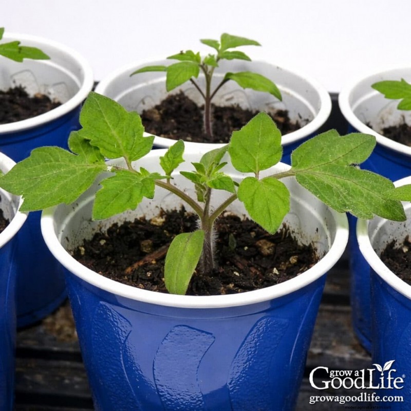 Best Time to Start Seeds Indoors: A Complete Guide
