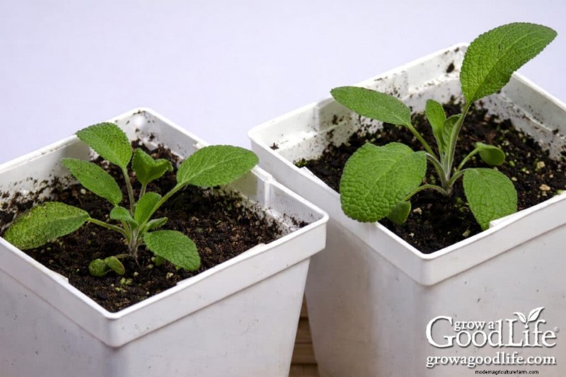 Best Time to Start Seeds Indoors: A Complete Guide