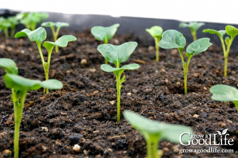 Best Time to Start Seeds Indoors: A Complete Guide