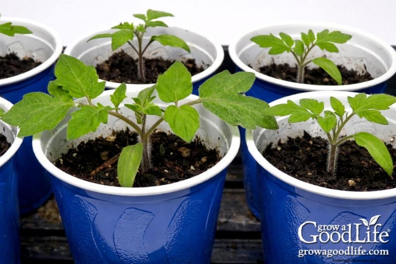 Best Time to Start Seeds Indoors: A Complete Guide
