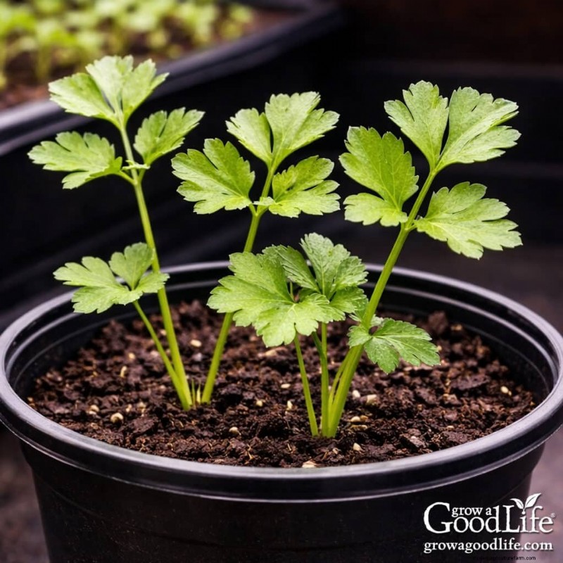 Indoor Seed Starting Guide: 8-10 Weeks Before Last Frost