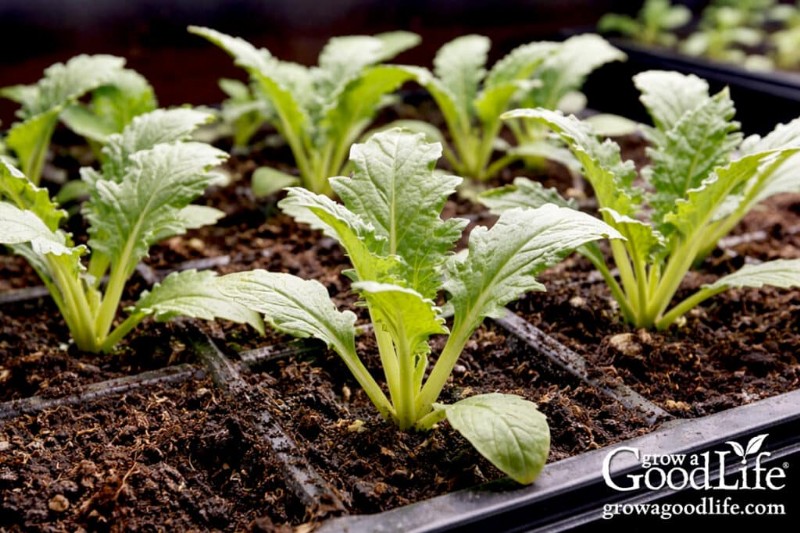 Indoor Seed Starting Guide: 8-10 Weeks Before Last Frost