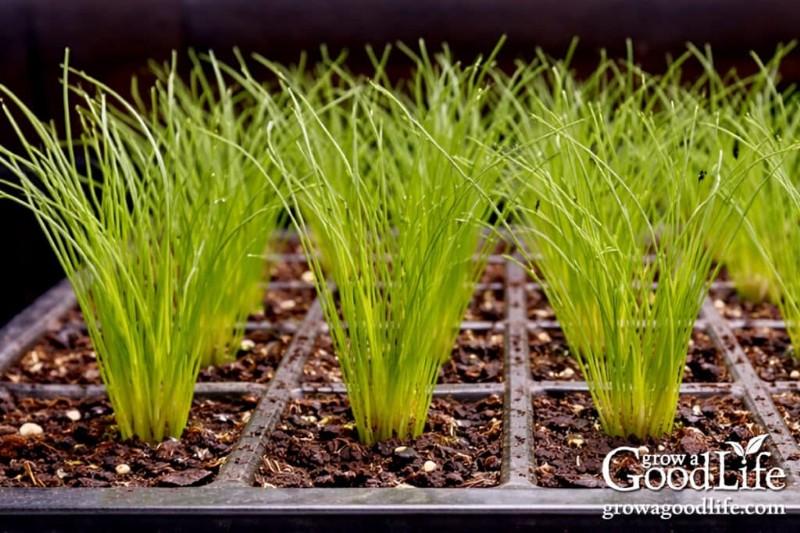 Indoor Seed Starting Guide: 8-10 Weeks Before Last Frost