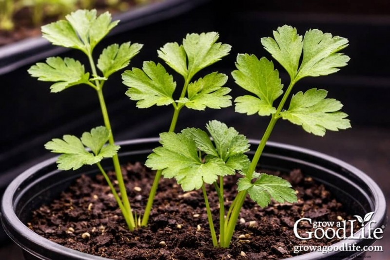Indoor Seed Starting Guide: 8-10 Weeks Before Last Frost