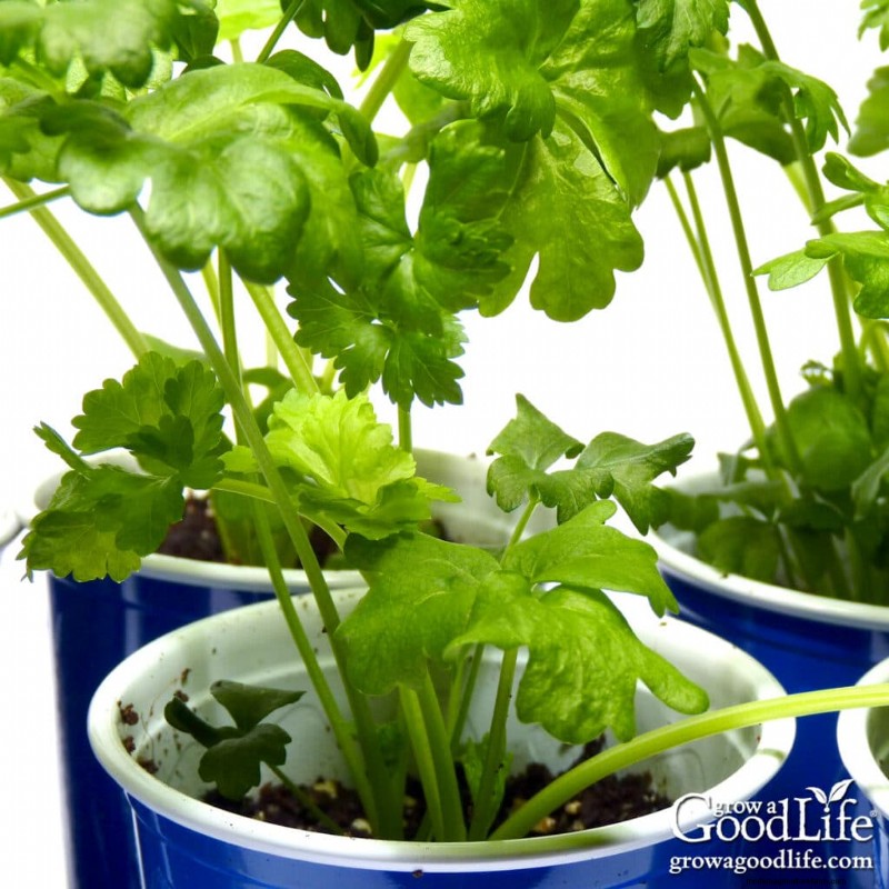 Starting Seeds Indoors: Your Guide to a Successful Garden