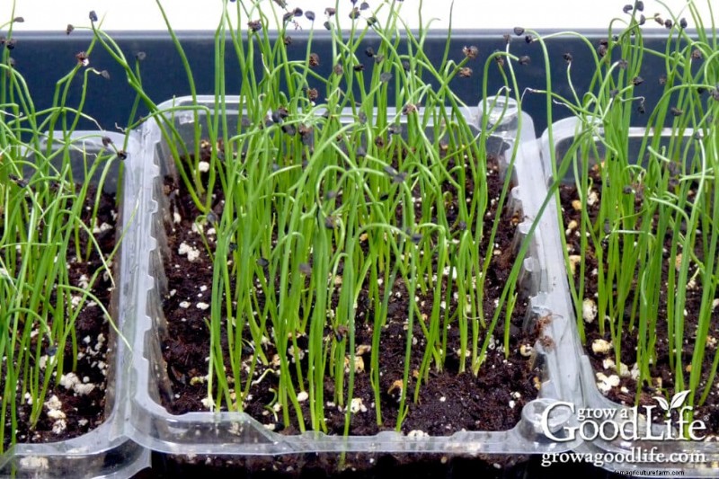 Starting Seeds Indoors: Your Guide to a Successful Garden