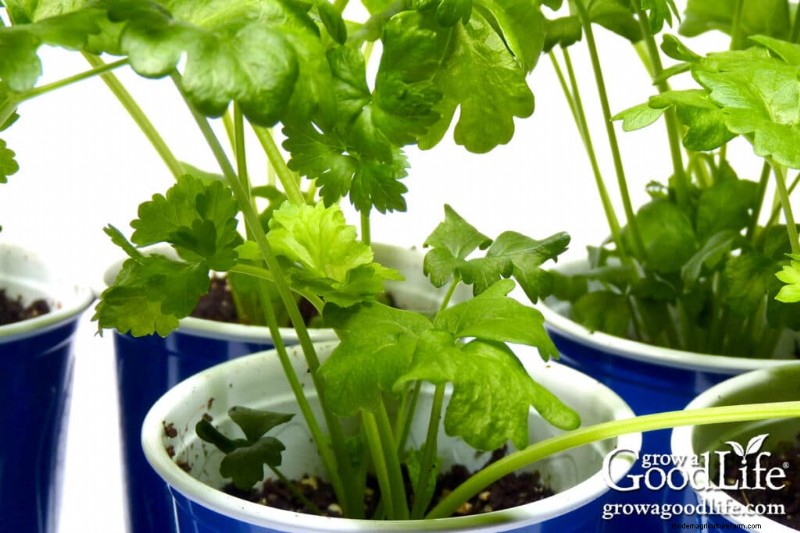 Starting Seeds Indoors: Your Guide to a Successful Garden