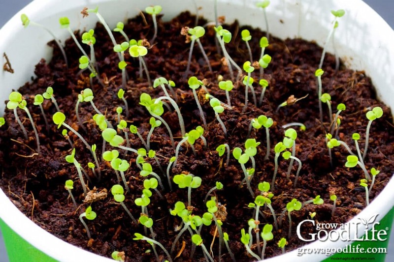 Starting Seeds Indoors: Your Guide to a Successful Garden