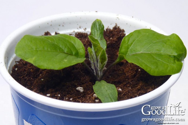 Starting Seeds Indoors: Your Guide to a Successful Garden