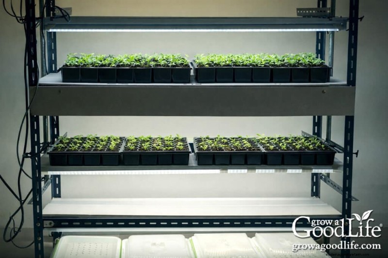 Grow Lights for Seedlings & Indoor Plant Growth: A Complete Guide