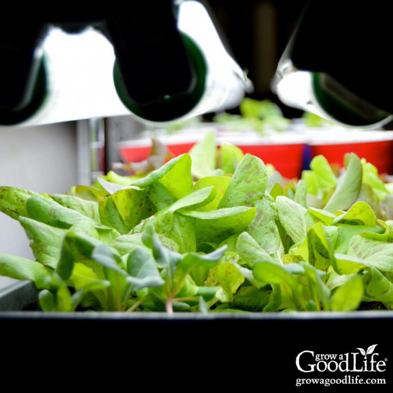 Grow Lights for Seedlings & Indoor Plant Growth: A Complete Guide