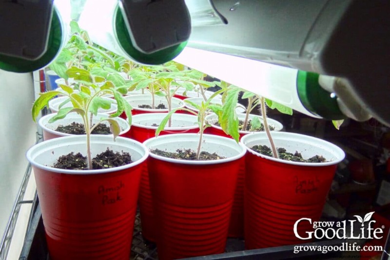 Grow Lights for Seedlings & Indoor Plant Growth: A Complete Guide