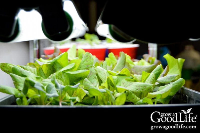 Grow Lights for Seedlings & Indoor Plant Growth: A Complete Guide