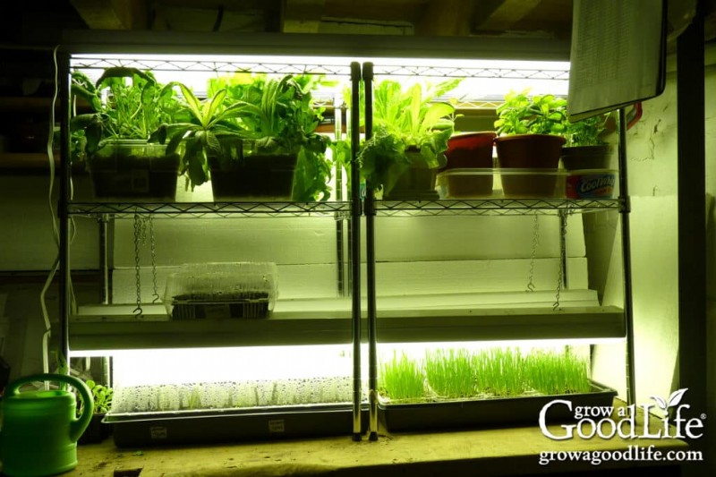 Grow Lights for Seedlings & Indoor Plant Growth: A Complete Guide