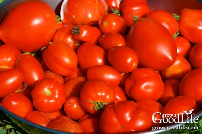 Understanding Seed Types: A Guide to Hybrid, Heirloom, Organic & Non-GMO