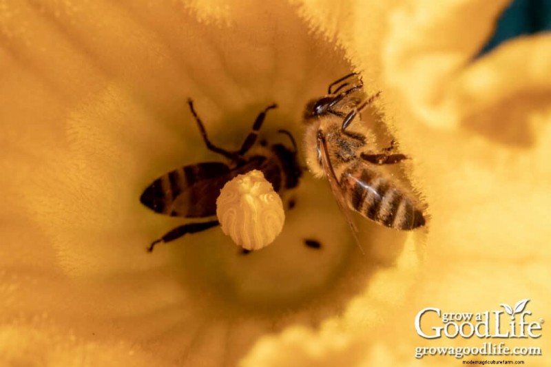 Understanding Seed Types: A Guide to Hybrid, Heirloom, Organic & Non-GMO