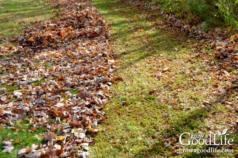 Leaf Mold Guide: Improve Soil & Garden Health - Step-by-Step