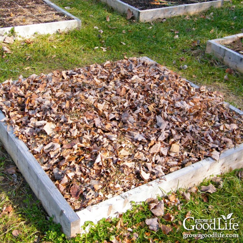 Leaf Mulch: A Comprehensive Guide to Using Shredded Leaves in Your Garden