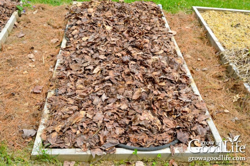 Leaf Mulch: A Comprehensive Guide to Using Shredded Leaves in Your Garden