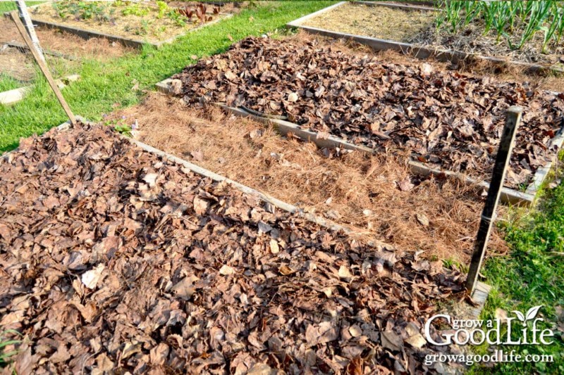 Leaf Mulch: A Comprehensive Guide to Using Shredded Leaves in Your Garden
