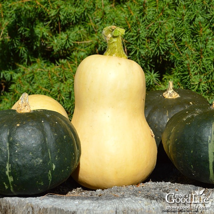 Squash Growing Guide: Planting, Care & Harvesting Tips