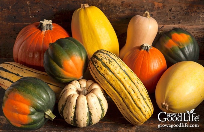Squash Growing Guide: Planting, Care & Harvesting Tips