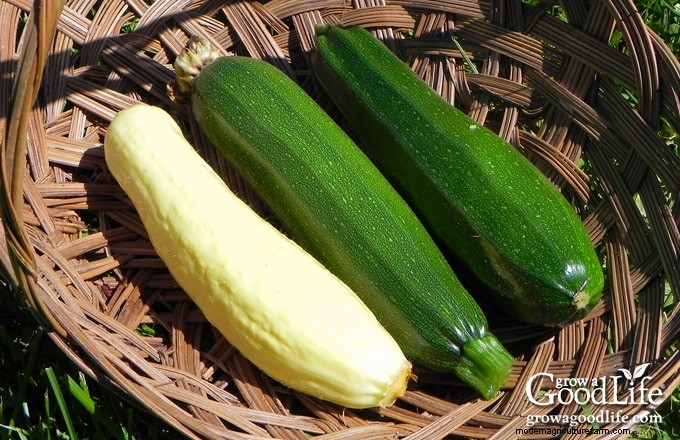 Squash Growing Guide: Planting, Care & Harvesting Tips