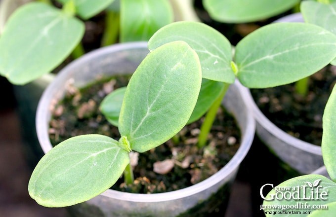 Squash Growing Guide: Planting, Care & Harvesting Tips
