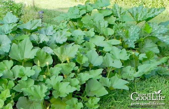 Squash Growing Guide: Planting, Care & Harvesting Tips