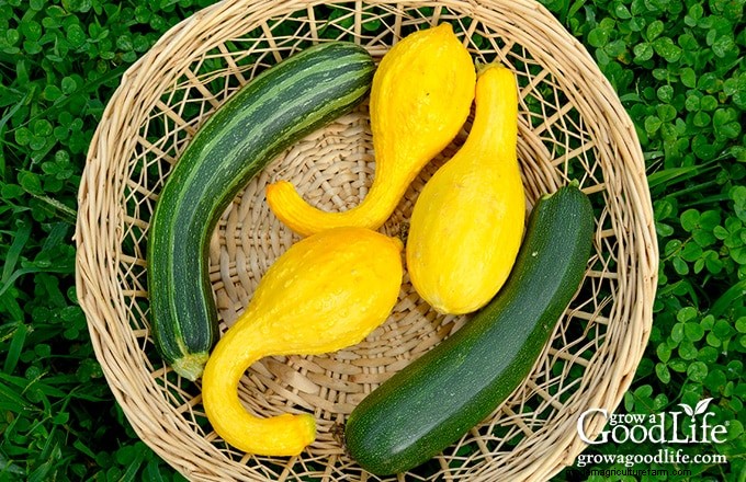 Squash Growing Guide: Planting, Care & Harvesting Tips