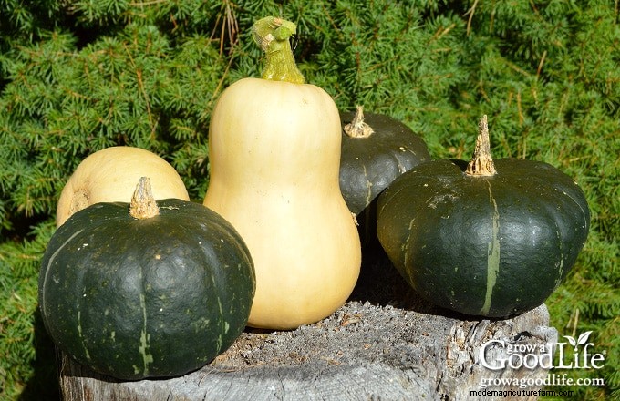Squash Growing Guide: Planting, Care & Harvesting Tips
