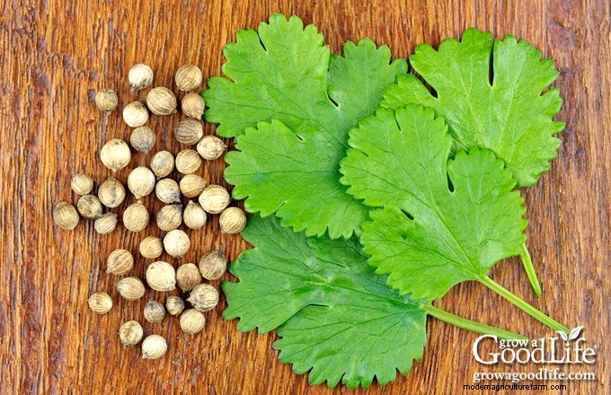 Cilantro Growing Guide: Tips & Tricks for Fresh Flavor