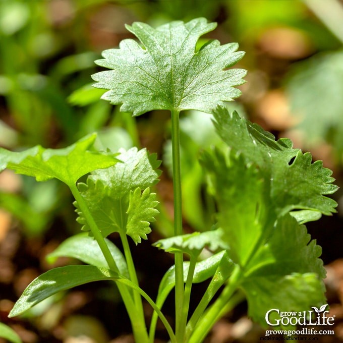 Cilantro Growing Guide: Tips & Tricks for Fresh Flavor