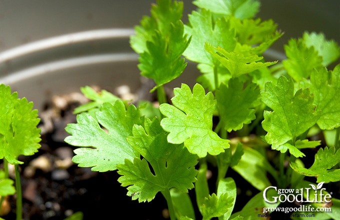 Cilantro Growing Guide: Tips & Tricks for Fresh Flavor