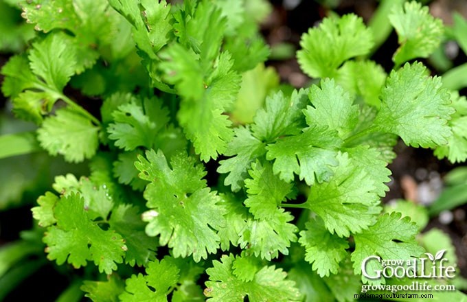 Cilantro Growing Guide: Tips & Tricks for Fresh Flavor
