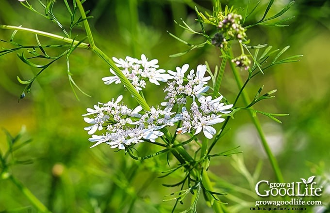 Cilantro Growing Guide: Tips & Tricks for Fresh Flavor