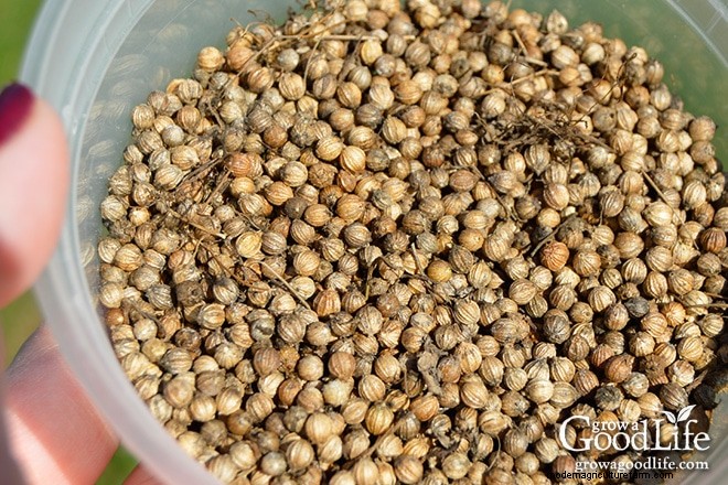 Cilantro Growing Guide: Tips & Tricks for Fresh Flavor