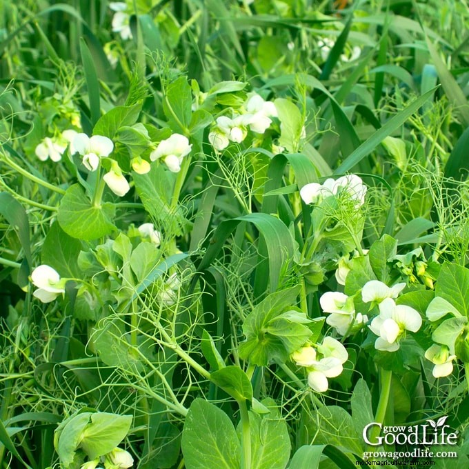 Cover Crops for Home Gardens: A Beginner s Guide to Soil Health