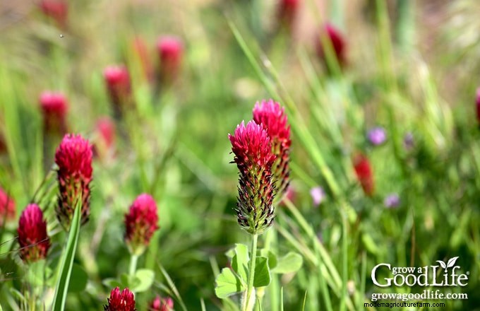 Cover Crops for Home Gardens: A Beginner s Guide to Soil Health
