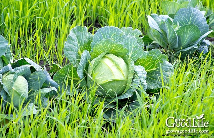 Cover Crops for Home Gardens: A Beginner s Guide to Soil Health