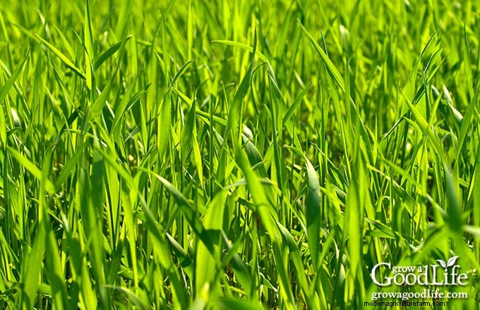 Cover Crops for Home Gardens: A Beginner s Guide to Soil Health