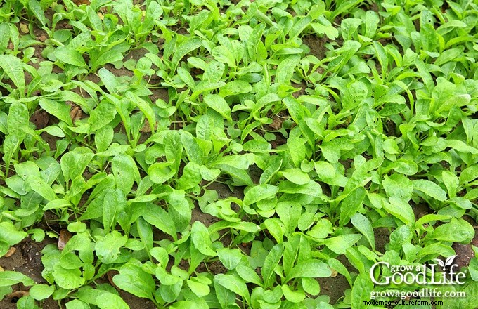 Cover Crops for Home Gardens: A Beginner s Guide to Soil Health