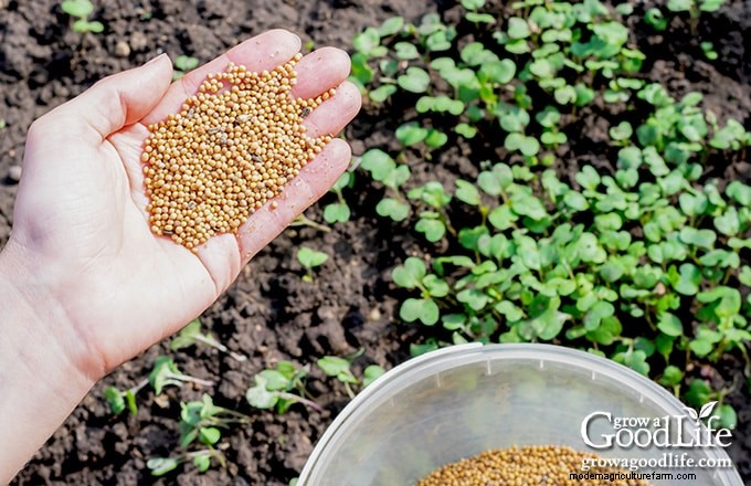 Cover Crops for Home Gardens: A Beginner s Guide to Soil Health