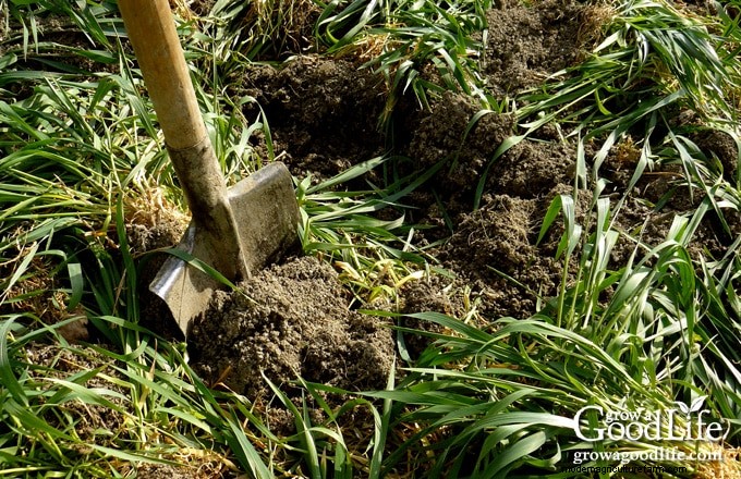 Cover Crops for Home Gardens: A Beginner s Guide to Soil Health