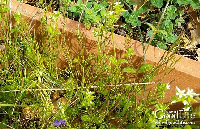 Gardening Journal: Track Progress & Grow Smarter | [Your Brand/Site Name]