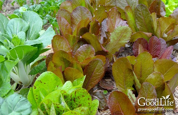Gardening Journal: Track Progress & Grow Smarter | [Your Brand/Site Name]