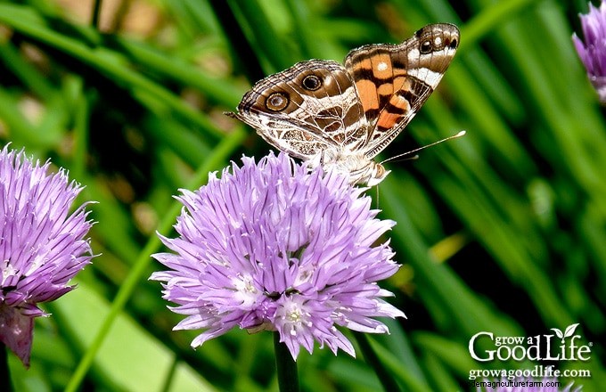 Gardening Journal: Track Progress & Grow Smarter | [Your Brand/Site Name]