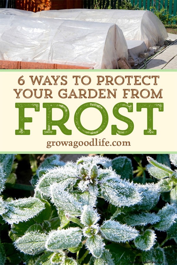 Protect Your Garden: 6 Effective Frost Protection Methods