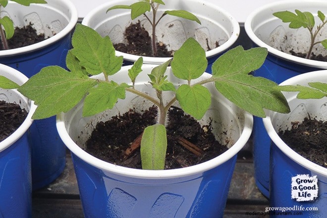 Maine Vegetable Gardening: Tips for Zone 5 Success