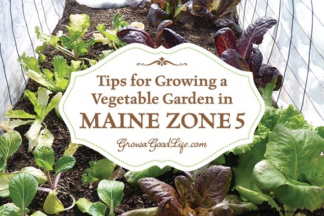 Maine Vegetable Gardening: Tips for Zone 5 Success